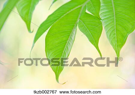 Green leaves View Large Photo Image Stock Photo - Green leaves. Fotosearch