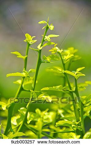 Stock Photo - Green leaves. Fotosearch