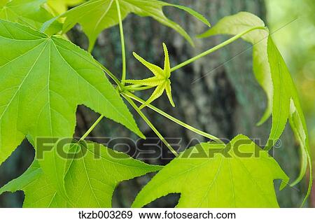 Green leaves View Large Photo Image Stock Photo - Green leaves. Fotosearch