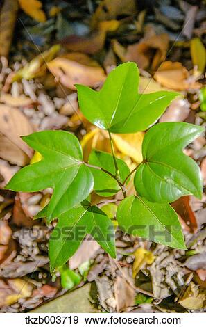 Green leaves View Large Photo Image Stock Photo - Green leaves. Fotosearch