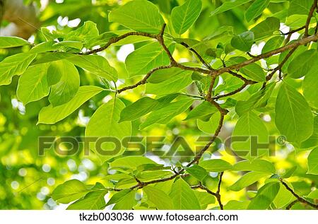 Green leaves View Large Photo Image Stock Photograph - Green leaves. Fotosearch