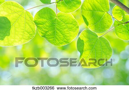Green leaves View Large Photo Image Stock Photograph - Green leaves. Fotosearch