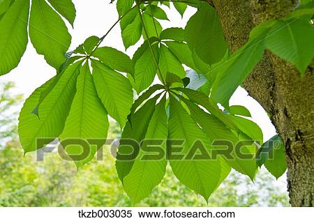 Green leaves View Large Photo Image Stock Photography - Green leaves. Fotosearch