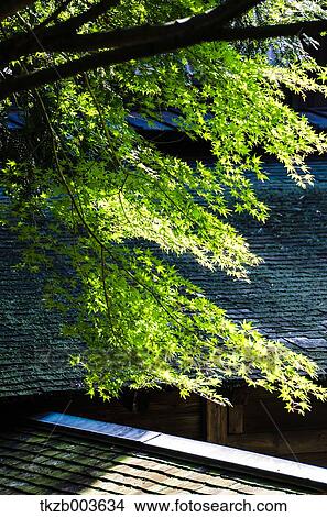 Picture - Green maple leaves. Fotosearch