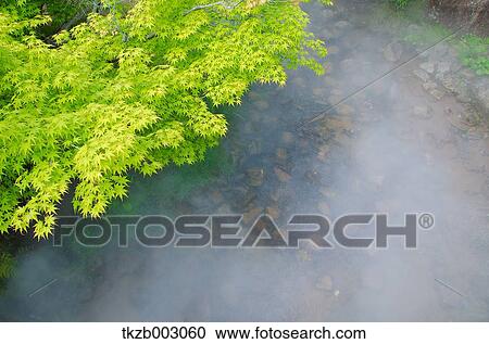 Green maple leaves View Large Photo Image Stock Image - Green maple leaves. Fotosearch