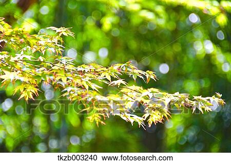 Stock Image - Green maple leaves. Fotosearch