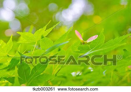 Green maple leaves View Large Photo Image Stock Image - Green maple leaves. Fotosearch