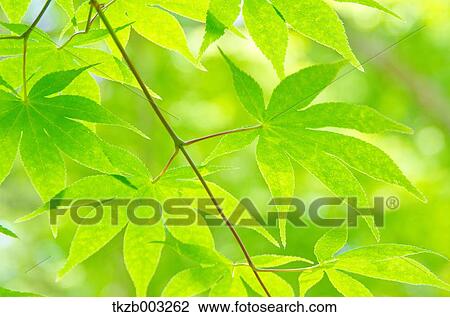 Green maple leaves View Large Photo Image Stock Image - Green maple leaves. Fotosearch