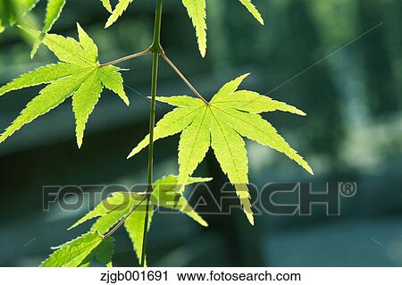Green maple leaves View Large Photo Image Stock Image - Green maple leaves. Fotosearch