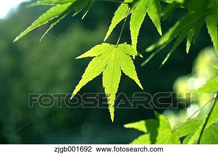 Green maple leaves View Large Photo Image Stock Image - Green maple leaves. Fotosearch