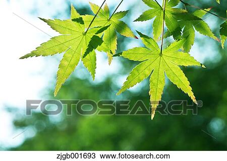 Stock Image - Green maple leaves. Fotosearch