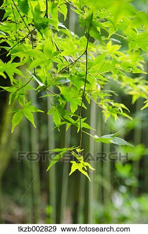 Green maple leaves View Large Photo Image Stock Photo - Green maple leaves. Fotosearch