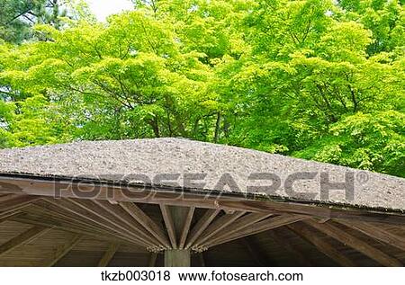 Stock Photo - Green maple leaves. Fotosearch