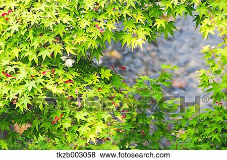 Green maple leaves View Large Photo Image Stock Photo - Green maple leaves. Fotosearch