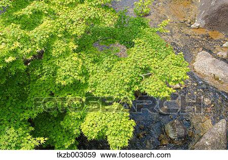 Green maple leaves View Large Photo Image Stock Photo - Green maple leaves. Fotosearch