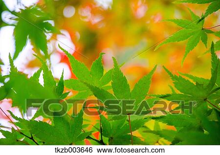 Stock Photograph - Green maple leaves. Fotosearch