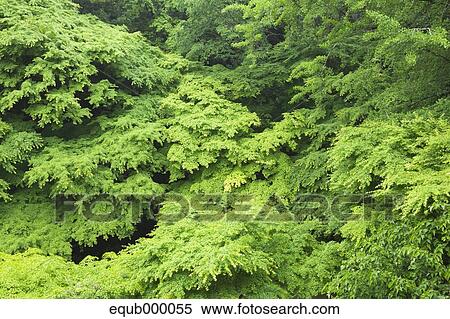 Green maple leaves View Large Photo Image Stock Photography - Green maple leaves. Fotosearch