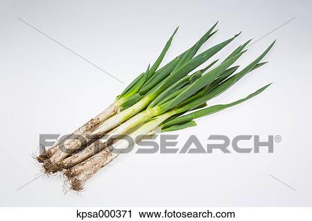 Stock Image - Green onion. Fotosearch
