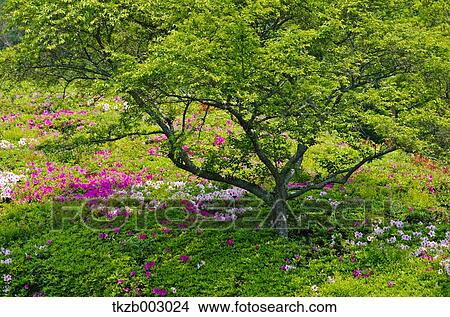 Greenery View Large Photo Image Picture - Greenery. Fotosearch
