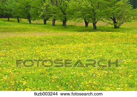 Greenery View Large Photo Image Picture - Greenery. Fotosearch