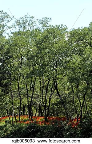 Greenery View Large Photo Image Stock Image - Greenery. Fotosearch