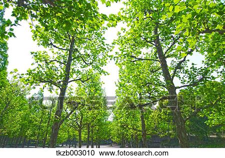 Stock Image - Greenery. Fotosearch