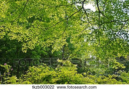 Greenery View Large Photo Image Stock Image - Greenery. Fotosearch