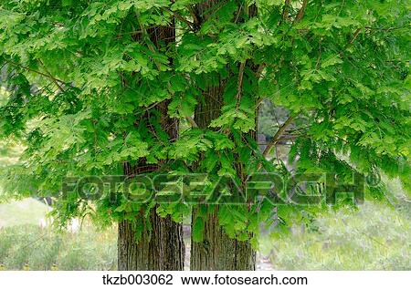 Greenery View Large Photo Image Stock Image - Greenery. Fotosearch