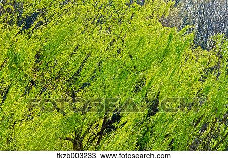Stock Image - Greenery. Fotosearch