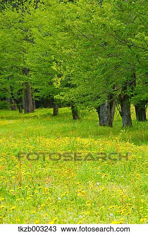 Greenery View Large Photo Image Stock Image - Greenery. Fotosearch