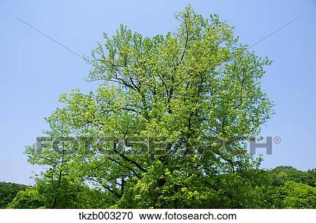 Stock Image - Greenery. Fotosearch