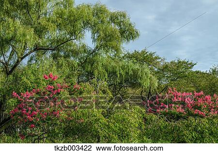 Stock Image - Greenery. Fotosearch
