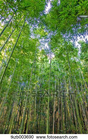 Stock Image - Greenery. Fotosearch