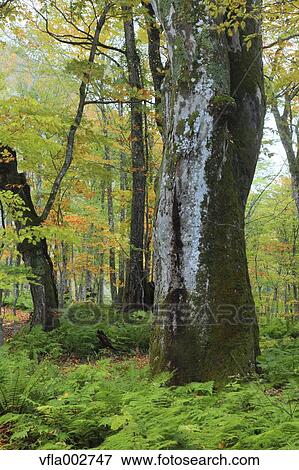Stock Photo - Greenery. Fotosearch