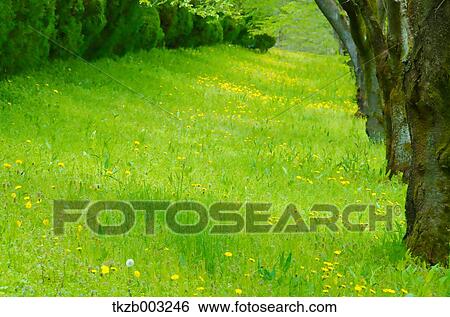 Greenery View Large Photo Image Stock Photograph - Greenery. Fotosearch