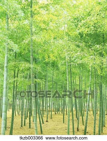 Stock Photograph - Greenery. Fotosearch