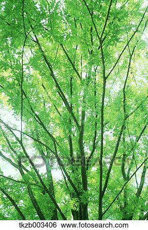Stock Photograph - Greenery. Fotosearch