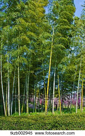 Greenery View Large Photo Image Stock Photography - Greenery. Fotosearch