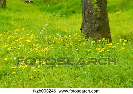 Stock Photography - Greenery. Fotosearch
