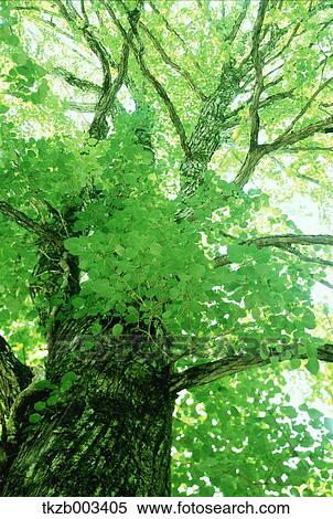 Stock Photography - Greenery. Fotosearch