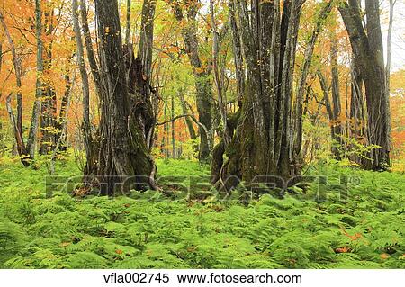 Greenery View Large Photo Image Stock Photography - Greenery. Fotosearch