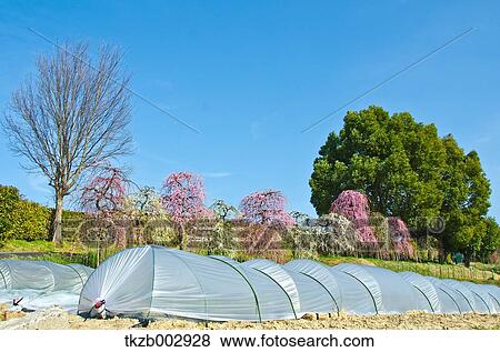 Stock Photo - Greenhouse. Fotosearch