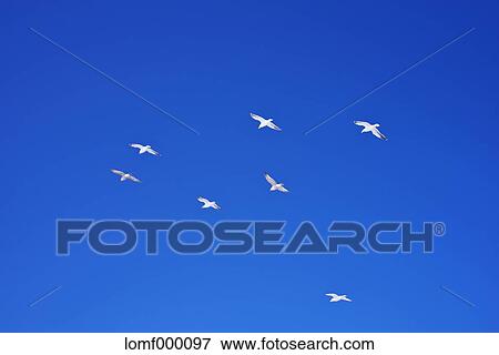 Gulls flying in the sky View Large Photo Image Stock Photo - Gulls flying in the sky. Fotosearch