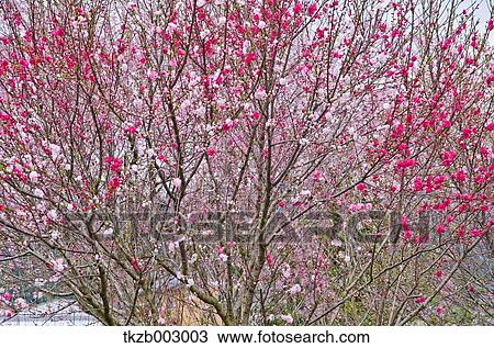 Hana Peach blossoms View Large Photo Image Stock Image - Hana Peach blossoms. Fotosearch