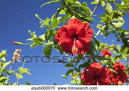 Hibiscus View Large Photo Image Stock Image - Hibiscus. Fotosearch