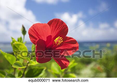 Stock Image - Hibiscus. Fotosearch