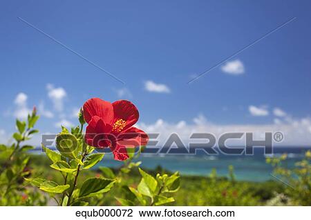 Stock Image - Hibiscus. Fotosearch