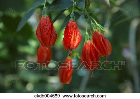 Stock Photo - Hibiscus. Fotosearch
