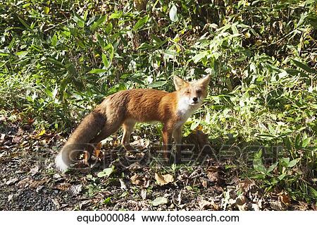 Picture - Hokkaido fox. Fotosearch