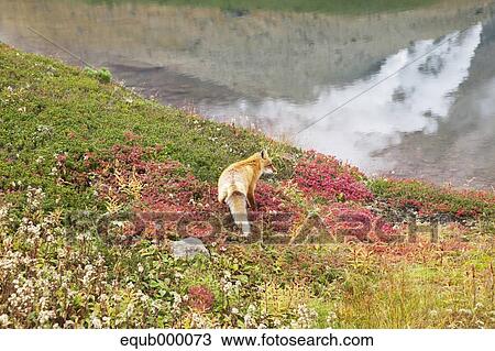 Hokkaido fox View Large Photo Image Stock Image - Hokkaido fox. Fotosearch